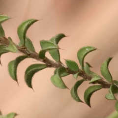 Pultenaea procumbens at Acton, ACT - 3 Oct 2023