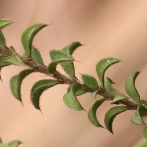 Pultenaea procumbens at Acton, ACT - 3 Oct 2023 08:11 AM