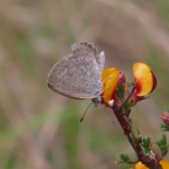 Zizina otis (Common Grass-Blue) at QPRC LGA - 2 Oct 2023 by MatthewFrawley