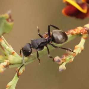 Polyrhachis phryne at Acton, ACT - 3 Oct 2023