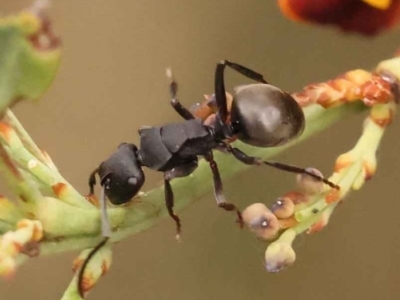 Polyrhachis phryne (A spiny ant) at Acton, ACT - 2 Oct 2023 by ConBoekel