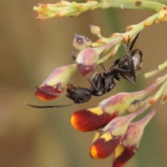 Polyrhachis phryne at Acton, ACT - 3 Oct 2023 08:13 AM