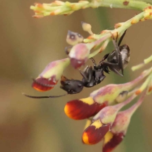 Polyrhachis phryne at Acton, ACT - 3 Oct 2023 08:13 AM