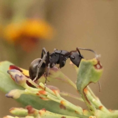 Polyrhachis phryne at Acton, ACT - 3 Oct 2023 08:13 AM