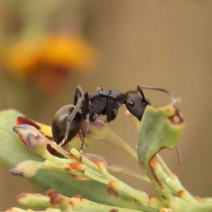 Polyrhachis phryne at Acton, ACT - 3 Oct 2023 08:13 AM