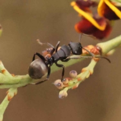 Polyrhachis phryne at Acton, ACT - 3 Oct 2023