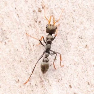 Myrmecia sp., pilosula-group at Acton, ACT - 3 Oct 2023 08:15 AM