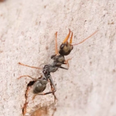 Myrmecia sp., pilosula-group at Acton, ACT - 3 Oct 2023 08:15 AM