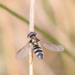 Syrphini (tribe) (Unidentified syrphine hover fly) at Acton, ACT - 3 Oct 2023 by ConBoekel