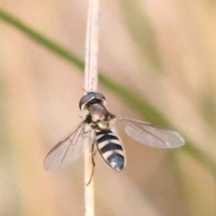Unidentified Hover fly (Syrphidae) at Acton, ACT - 2 Oct 2023 by ConBoekel