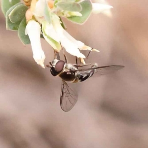 Syrphini sp. (tribe) at Caladenia Forest, O'Connor - 3 Oct 2023