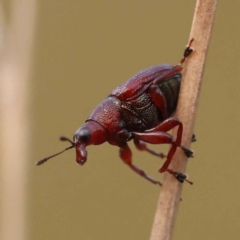 Euops sp. (genus) (A leaf-rolling weevil) at Acton, ACT - 2 Oct 2023 by ConBoekel