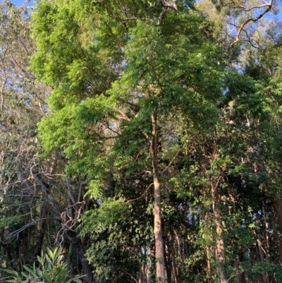 Unverified Other Tree at Wellington Point, QLD - 29 Sep 2023 by UserKFowGPdG