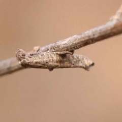 Epermenia exilis (Shark Moth (family Epermeniidae)) at Acton, ACT - 2 Oct 2023 by ConBoekel