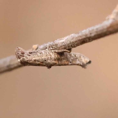 Epermenia exilis (Shark Moth (family Epermeniidae)) at Caladenia Forest, O'Connor - 2 Oct 2023 by ConBoekel