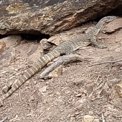 Varanus rosenbergi (Heath or Rosenberg's Monitor) at Majura, ACT - 3 Oct 2023 by Anthonybburgess