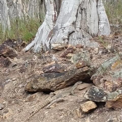 Varanus rosenbergi at Majura, ACT - 3 Oct 2023