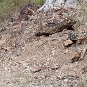 Varanus rosenbergi at Majura, ACT - 3 Oct 2023