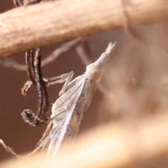 Etiella behrii (Lucerne Seed Web Moth) at Acton, ACT - 3 Oct 2023 by ConBoekel