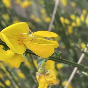 Cytisus scoparius subsp. scoparius at Bruce, ACT - 3 Oct 2023 04:57 PM