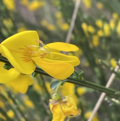 Cytisus scoparius subsp. scoparius (Scotch Broom, Broom, English Broom) at Bruce, ACT - 3 Oct 2023 by JVR