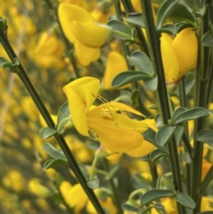 Cytisus scoparius subsp. scoparius at Bruce, ACT - 3 Oct 2023