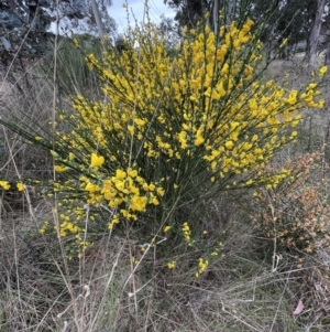 Cytisus scoparius subsp. scoparius at Bruce, ACT - 3 Oct 2023 04:57 PM