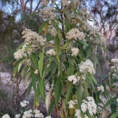 Olearia lirata (Snowy Daisybush) at Black Mountain - 30 Sep 2023 by NickiTaws