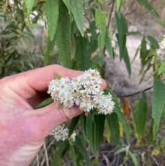 Olearia lirata at Canberra Central, ACT - 1 Oct 2023