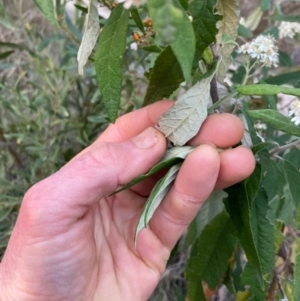 Olearia lirata at Canberra Central, ACT - 1 Oct 2023