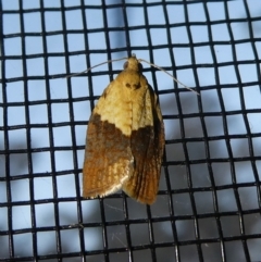 Epiphyas postvittana (Light Brown Apple Moth) at Charleys Forest, NSW - 2 Oct 2023 by arjay