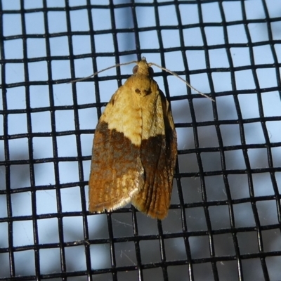 Epiphyas postvittana (Light Brown Apple Moth) at Mongarlowe River - 2 Oct 2023 by arjay