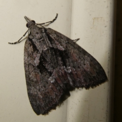 Microdes melanocausta (Black-patch Carpet) at Charleys Forest, NSW - 3 Oct 2023 by arjay