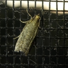 Tortricinae (subfamily) (A tortrix moth) at Charleys Forest, NSW - 2 Oct 2023 by arjay