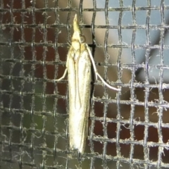 Etiella behrii (Lucerne Seed Web Moth) at Charleys Forest, NSW - 3 Oct 2023 by arjay