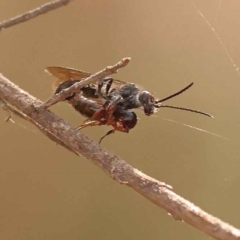 Tiphiidae sp. (family) (Unidentified Smooth flower wasp) at Acton, ACT - 2 Oct 2023 by ConBoekel