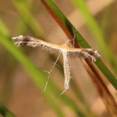 Stangeia xerodes (A plume moth) at Canberra Central, ACT - 3 Oct 2023 by ConBoekel