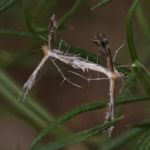 Stangeia xerodes at Canberra Central, ACT - 3 Oct 2023