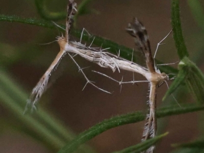 Stangeia xerodes (A plume moth) at Canberra Central, ACT - 3 Oct 2023 by ConBoekel