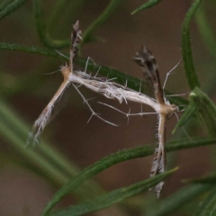 Stangeia xerodes (A plume moth) at Canberra Central, ACT - 2 Oct 2023 by ConBoekel