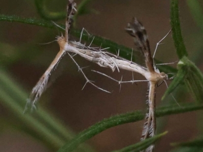 Stangeia xerodes (A plume moth) at Canberra Central, ACT - 2 Oct 2023 by ConBoekel