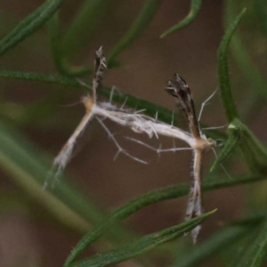 Stangeia xerodes at Canberra Central, ACT - 3 Oct 2023