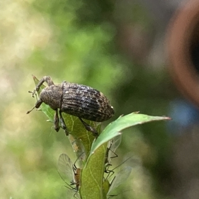 Parorthorhinus aethiops (A weevil) at Theodore, ACT - 3 Oct 2023 by Cardy