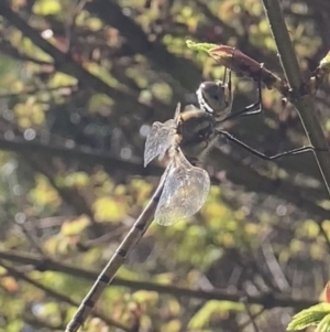 Hemicordulia tau at Theodore, ACT - 26 Sep 2023