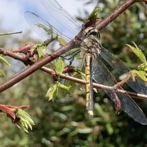 Hemicordulia tau at Theodore, ACT - 26 Sep 2023