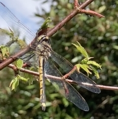 Hemicordulia tau at Theodore, ACT - 26 Sep 2023