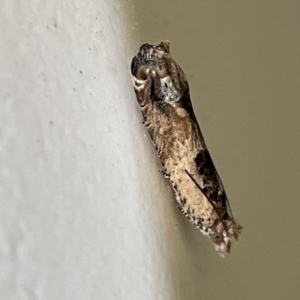 Crocidosema plebejana (Cotton Tipworm Moth) at Braddon, ACT by Hejor1