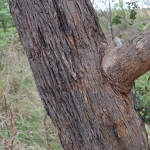 Eucalyptus dives at Carwoola, NSW - suppressed