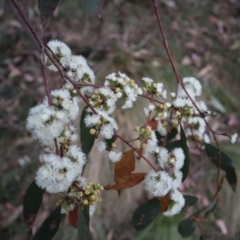 Eucalyptus dives at Carwoola, NSW - suppressed