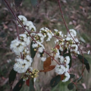 Eucalyptus dives at Carwoola, NSW - suppressed